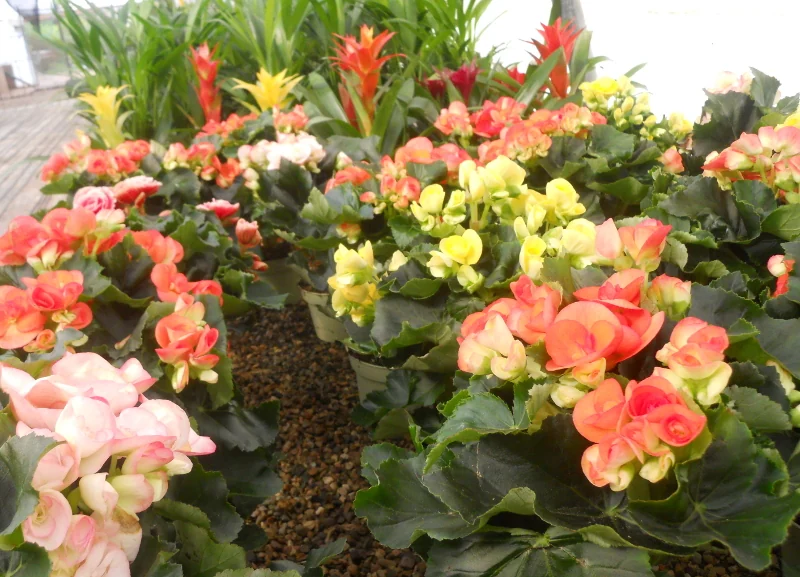 Begonias y plantas con flor de distintos colores en el vivero