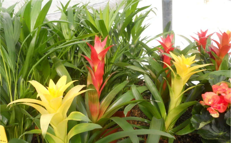 Bromelias rojas y amarillas entre plantas verdes