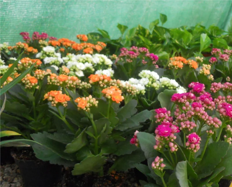 Kalanchoes con flores blancas, naranjas, rosas y fucsias