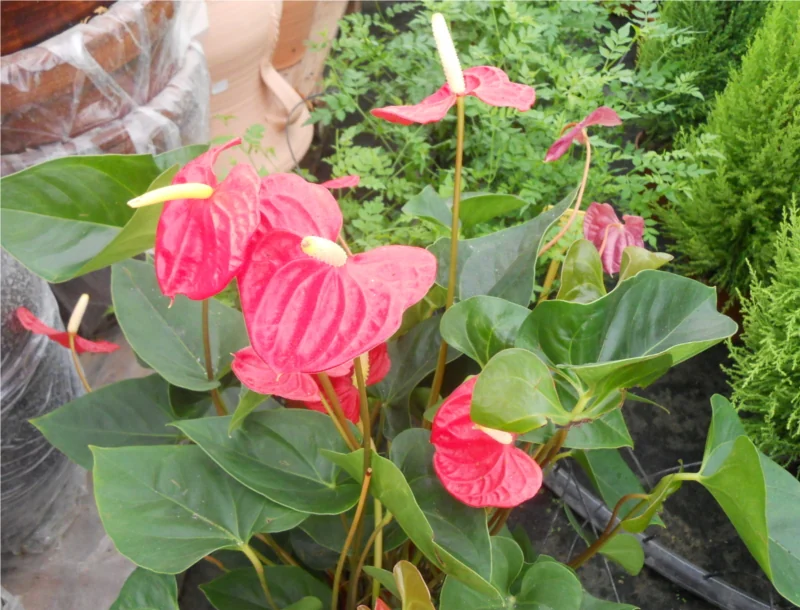 Anturios rojos con hojas verdes en el vivero